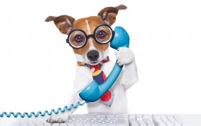 Dog in glasses and a tie answering the phone