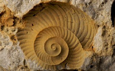 Image of a fossil encased in rock.
