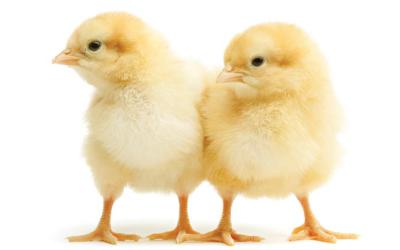 Two chicks