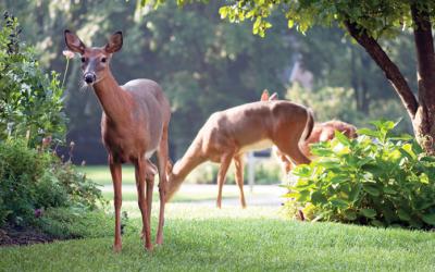 Three deer among landscaped beds