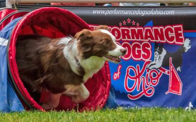 A performance dog running through a mesh tunnel