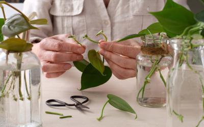 Person prepares to root leaf cuttings in glass jars