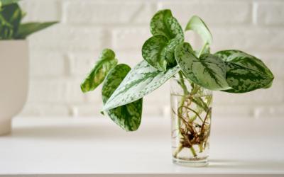 Plant rooting in a clear glass