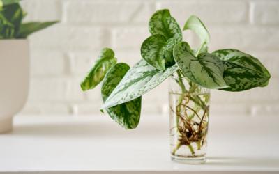 Plant rooting in a clear glass