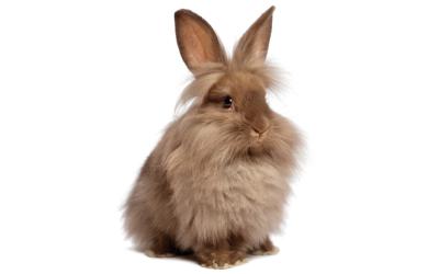 A brown rabbit