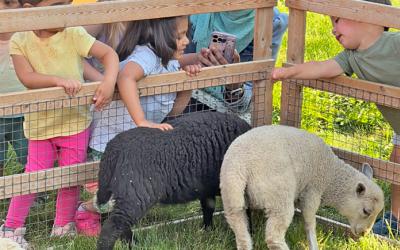 Children petting sheep in an enclosure