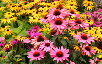 Coneflowers and black-eyed Susans