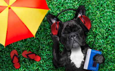 Dog in grass next to umbrella listening to music with headphones